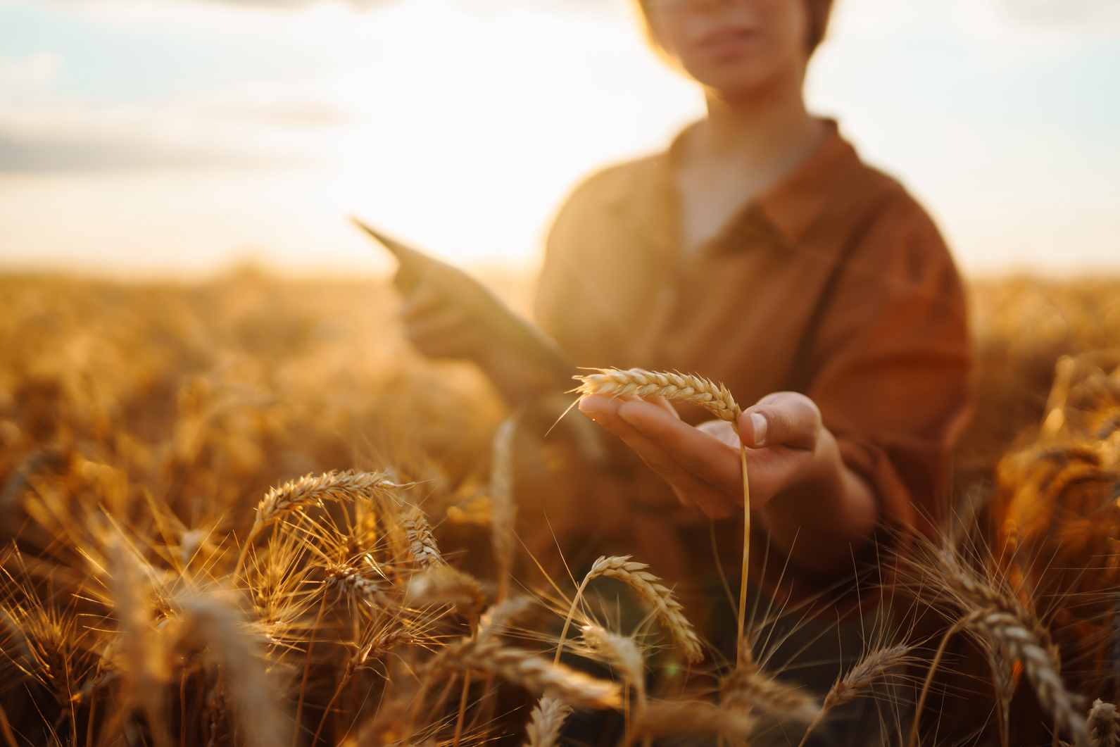 A woman agronomist checks the harvest
